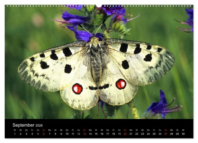 Produktbild: Schmetterlinge (Wandkalender 2026 DIN A2 quer), CALVENDO Monatskalender