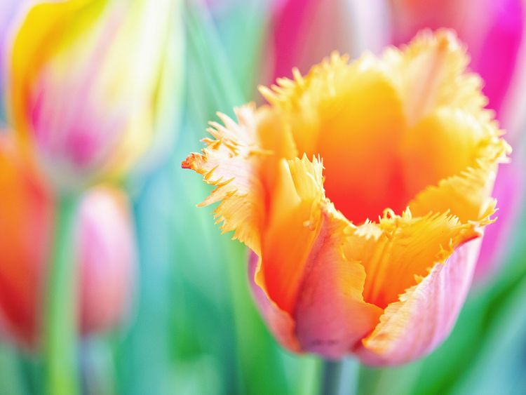 Produktbild: CALVENDO Puzzle TULPE Farbenpr&auml;chtige Fr&uuml;hlingsbotin 1000 Teile Lege-Gr&ouml;&szlig;e 64 x 48 cm Foto-Puzzle Bild von Bernd Maertens