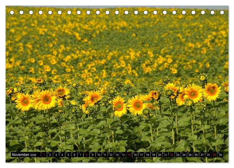 Produktbild: Zeit f&uuml;r Sonnenblumen (Tischkalender 2026 DIN A5 quer), CALVENDO Monatskalender
