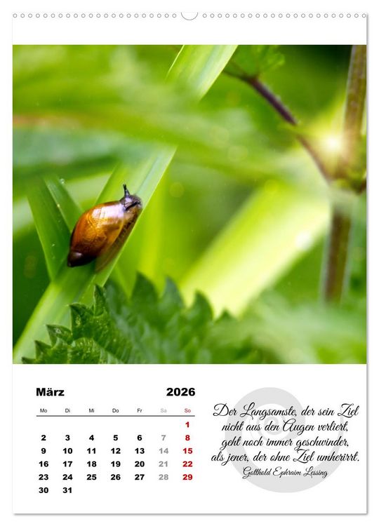Produktbild: Schnecklein (Wandkalender 2026 DIN A2 hoch), CALVENDO Monatskalender