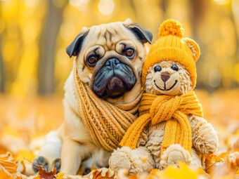 Produktbild: CALVENDO Puzzle Mops und Pl&uuml;schtierkumpel im Herbst. | 1000 Teile Lege-Gr&ouml;&szlig;e 64x48cm Foto-Puzzle f&uuml;r gl&uuml;ckliche Stunden