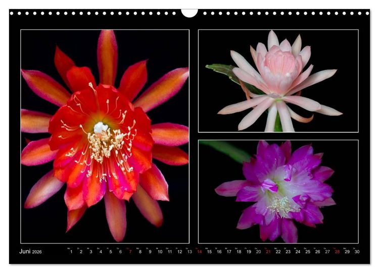 Produktbild: Epiphyllum-Hybriden (Wandkalender 2026 DIN A3 quer), CALVENDO Monatskalender