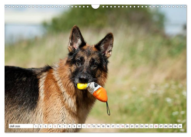 Produktbild: Deutscher Sch&auml;ferhund - Der beste Freund des Menschen (Wandkalender 2026 DIN A3 quer), CALVENDO Monatskalender