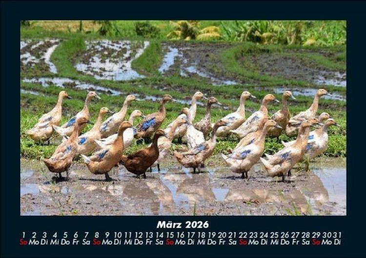Produktbild: Enten 2026 Fotokalender DIN A5