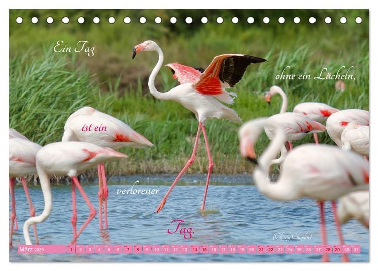 Produktbild: The Power Of Pink (Tischkalender 2026 DIN A5 quer), CALVENDO Monatskalender