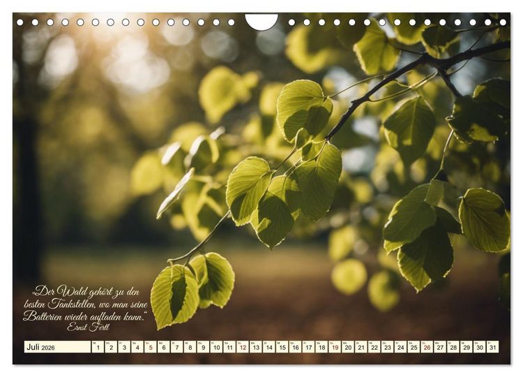 Produktbild: Waldbaden - Shinrin Yoku (Wandkalender 2026 DIN A4 quer), CALVENDO Monatskalender