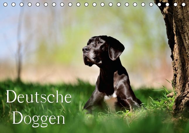 Produktbild: Deutsche Doggen / Geburtstagskalender (Tischkalender immerw&auml;hrend DIN A5 quer)
