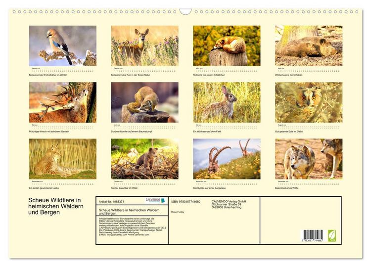 Produktbild: Scheue Wildtiere in heimischen W&auml;ldern und Bergen (Wandkalender 2026 DIN A2 quer), CALVENDO Monatskalender