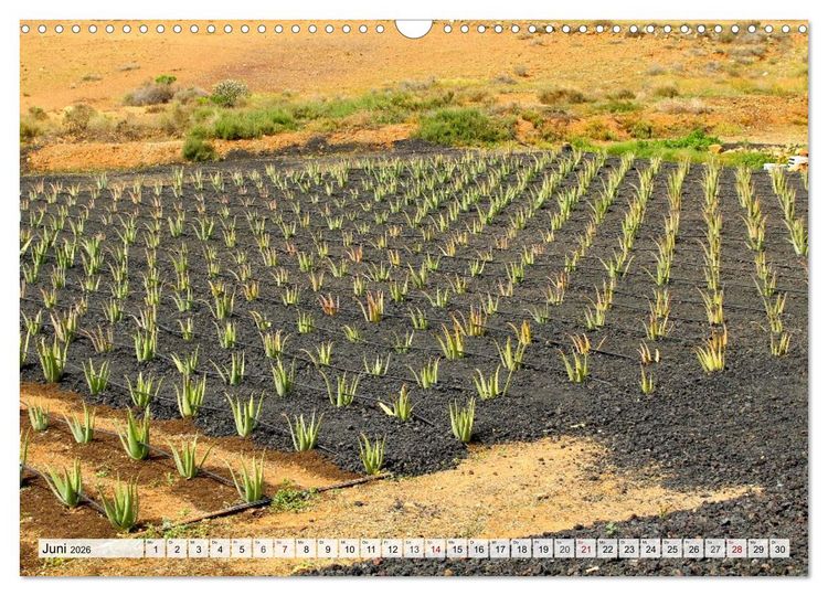 Produktbild: Fuerteventura &ndash; Von Str&auml;nden und Bergen (Wandkalender 2026 DIN A3 quer), CALVENDO Monatskalender