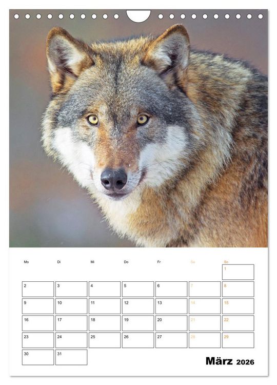 Produktbild: Wilde Tiere: Zuhause in Wald und Flur (Wandkalender 2026 DIN A4 hoch), CALVENDO Monatskalender
