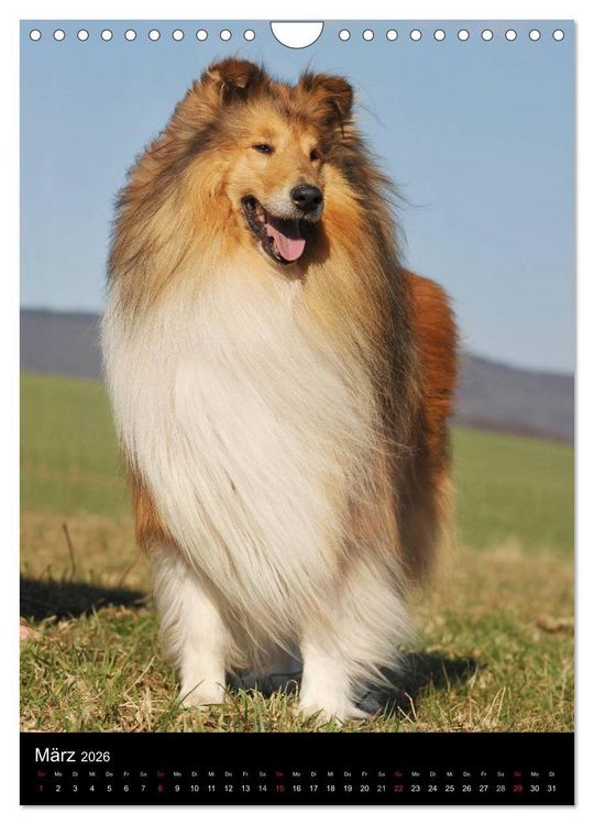 Produktbild: Collie 2026 (Wandkalender 2026 DIN A4 hoch), CALVENDO Monatskalender
