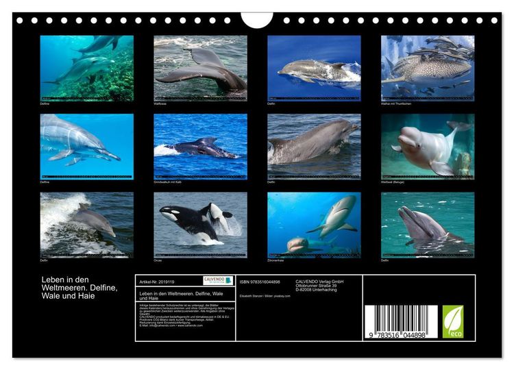 Produktbild: Leben in den Weltmeeren. Delfine, Wale und Haie (Wandkalender 2026 DIN A4 quer), CALVENDO Monatskalender