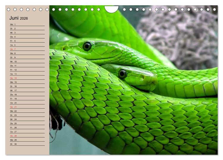 Produktbild: Giftschlangen (Wandkalender 2026 DIN A4 quer), CALVENDO Monatskalender