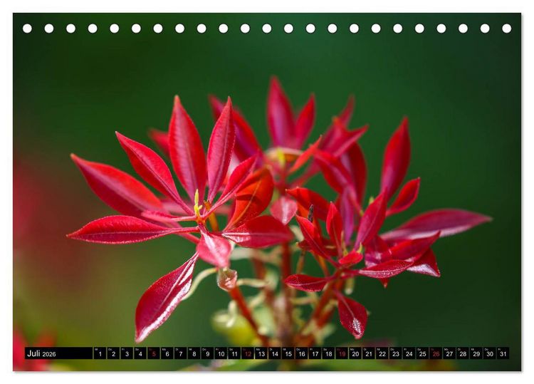 Produktbild: Kleine Blumen ganz gro&szlig; (Tischkalender 2026 DIN A5 quer), CALVENDO Monatskalender