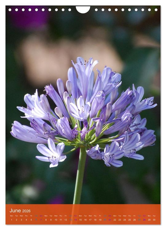 Produktbild: Mexican Garden Flowers - Aguascalientes (Wall Calendar 2026 DIN A4 portrait), CALVENDO 12 Month Wall Calendar