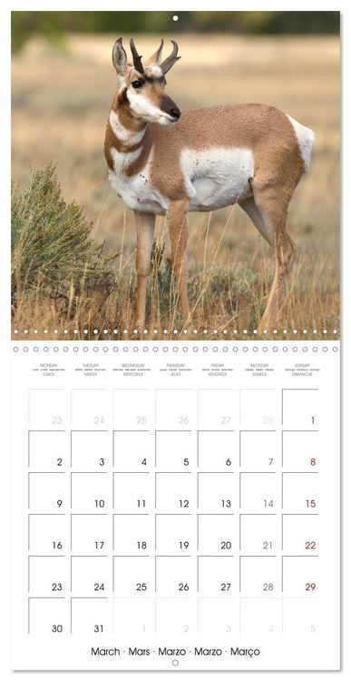 Produktbild: Teton National Park (Wall Calendar 2026 12 &times; 12 Inch) CALVENDO 12 Month Wall Calendar