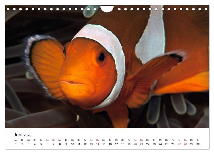 Produktbild: Highlights aus dem Meer - Tauchkalender (Wandkalender 2026 DIN A4 quer), CALVENDO Monatskalender