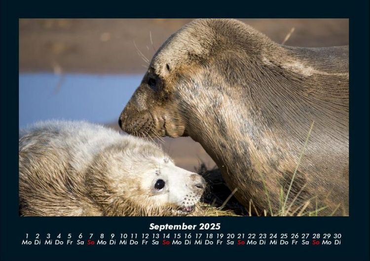 Produktbild: Der Hundekalender 2025 Fotokalender DIN A4