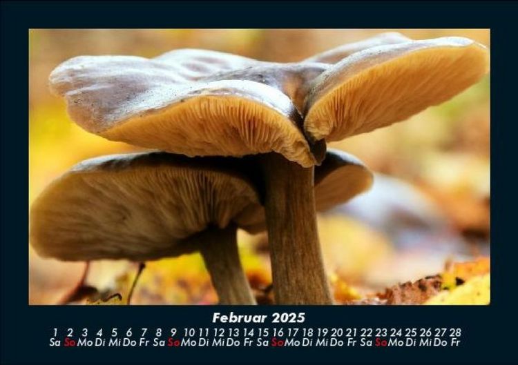 Produktbild: Pilzkalender 2025 Fotokalender DIN A5