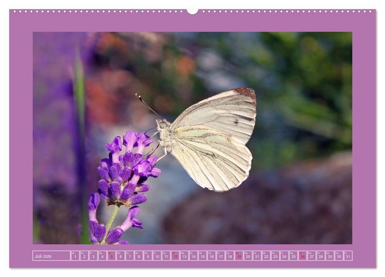 Produktbild: Wir sind die Stars im Garten (Wandkalender 2026 DIN A2 quer), CALVENDO Monatskalender