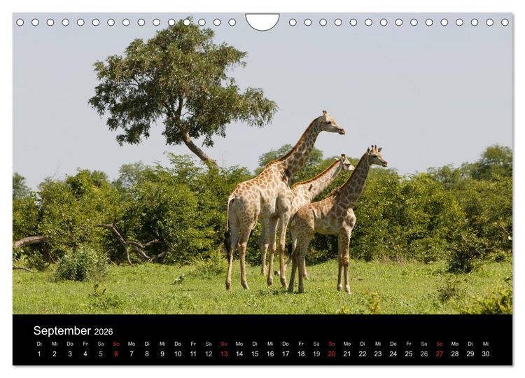 Produktbild: Giraffen &ndash; Faszination der Wildnis (Wandkalender 2026 DIN A4 quer), CALVENDO Monatskalender