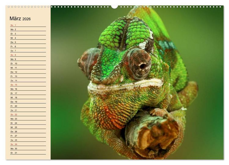 Produktbild: Reptilien. Schlangen, Echsen und Co. (Wandkalender 2026 DIN A2 quer), CALVENDO Monatskalender
