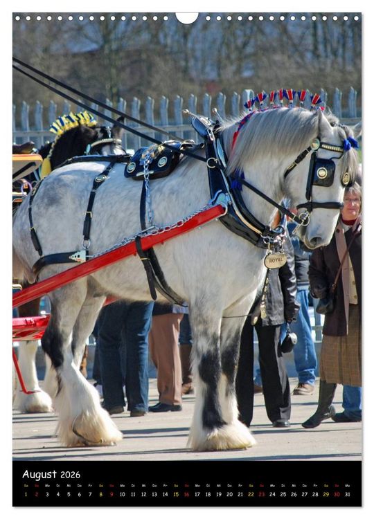 Produktbild: Shire Horse - Geschm&uuml;ckte Riesen (Wandkalender 2026 DIN A3 hoch), CALVENDO Monatskalender