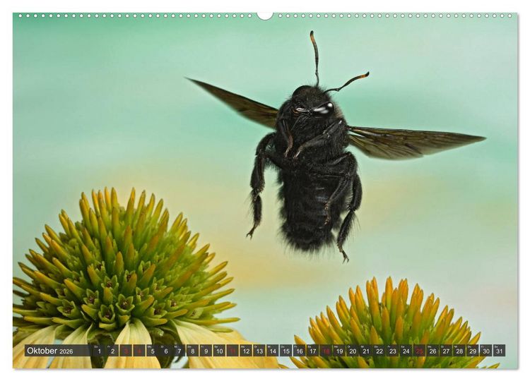 Produktbild: Sechs Beine in der Luft - Wildbienen im Flug (hochwertiger Premium Wandkalender 2026 DIN A2 quer), Kunstdruck in Hochglanz