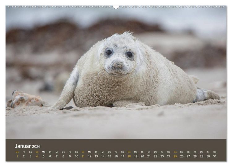 Produktbild: Robben auf der Helgol&auml;nder D&uuml;ne (Wandkalender 2026 DIN A2 quer), CALVENDO Monatskalender