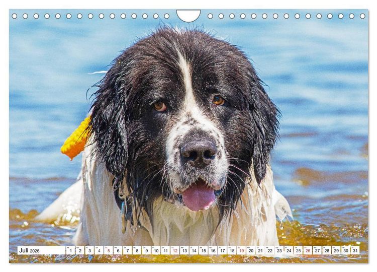 Produktbild: Landseer - Ein starker Freund auf 4 Pfoten (Wandkalender 2026 DIN A4 quer), CALVENDO Monatskalender