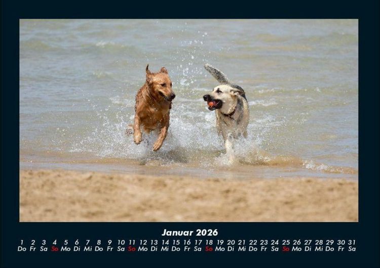 Produktbild: Hunde 2026 Fotokalender DIN A4