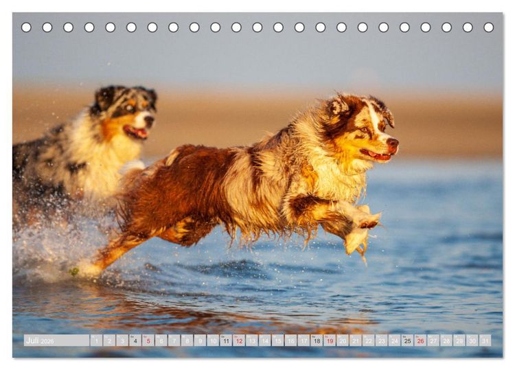 Produktbild: Australian Shepherd 2026 (Tischkalender 2026 DIN A5 quer), CALVENDO Monatskalender