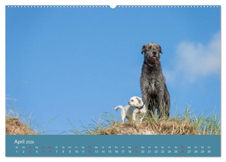 Produktbild: Irische Wolfshunde (Wandkalender 2026 DIN A2 quer), CALVENDO Monatskalender