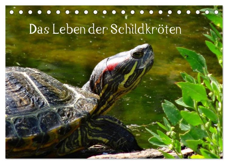 Produktbild: Das Leben der Schildkr&ouml;ten (Tischkalender 2026 DIN A5 quer), CALVENDO Monatskalender