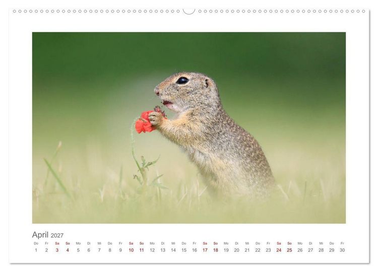 Produktbild: Lustige Zieselbabys (Wandkalender 2027 DIN A2 quer), CALVENDO Monatskalender