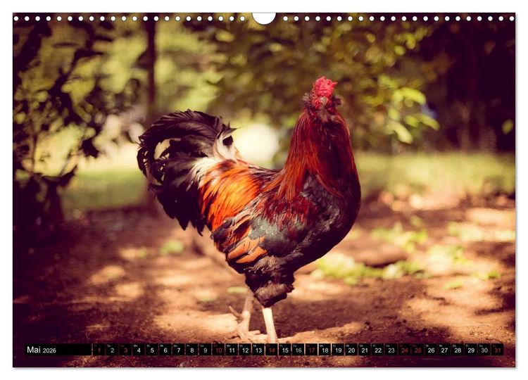 Produktbild: H&uuml;hner in meinem Garten (Wandkalender 2026 DIN A3 quer), CALVENDO Monatskalender