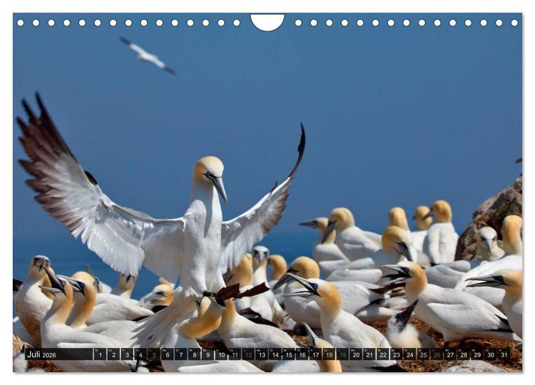 Produktbild: V&Ouml;GEL (Wandkalender 2026 DIN A4 quer), CALVENDO Monatskalender