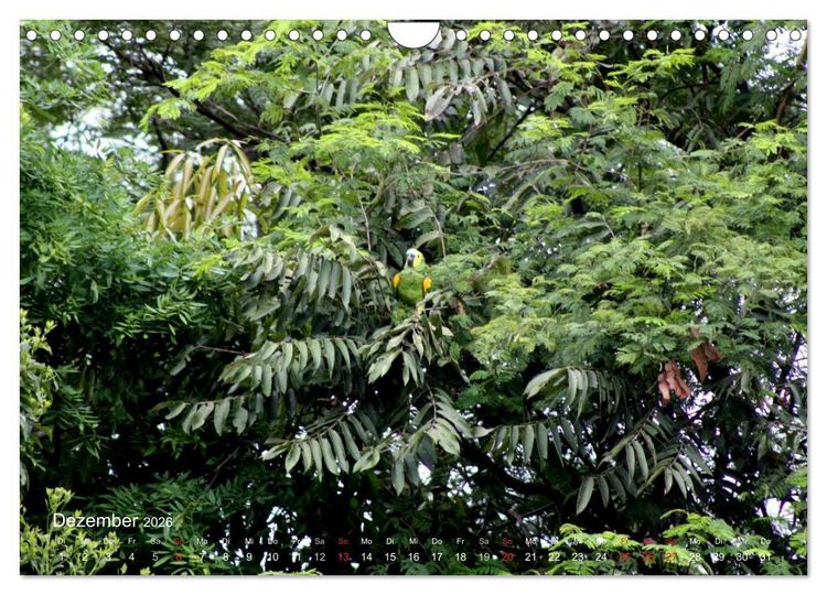 Produktbild: Blaustirnamazonen - Papageien in Paraguay (Wandkalender 2026 DIN A4 quer), CALVENDO Monatskalender