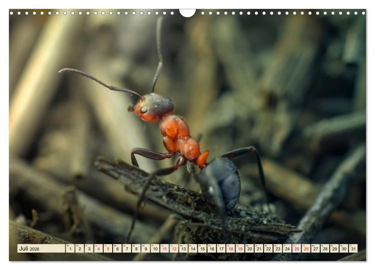 Produktbild: Ameisen - Ordnung im Durcheinander (Wandkalender 2026 DIN A3 quer), CALVENDO Monatskalender