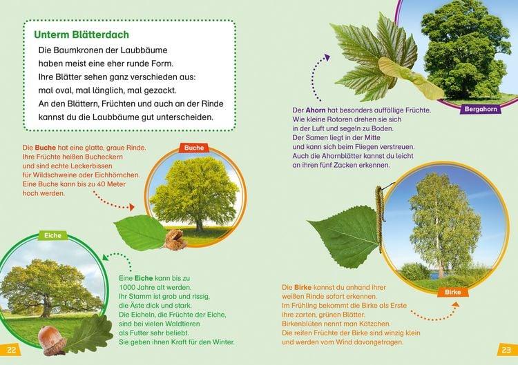 Produktbild: WAS IST WAS Erstes Lesen Band 6. Wald