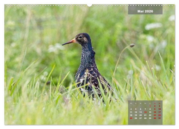 Produktbild: Naturparadies Nordstrand und Beltringharder Koog (hochwertiger Premium Wandkalender 2026 DIN A2 quer), Kunstdruck in Hochglanz