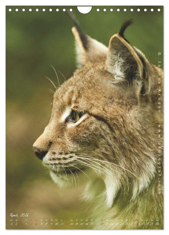 Produktbild: Luchs (Wandkalender 2026 DIN A4 hoch), CALVENDO Monatskalender