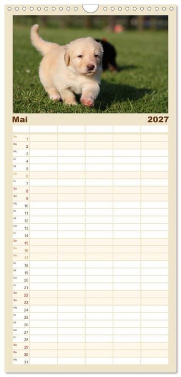 Produktbild: Familienplaner 2027 - Hovawart - nat&uuml;rlich blond mit 5 Spalten (Wandkalender, 21 x 45 cm) CALVENDO