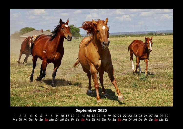 Produktbild: Pferdegefl&uuml;ster 2025 Fotokalender DIN A3