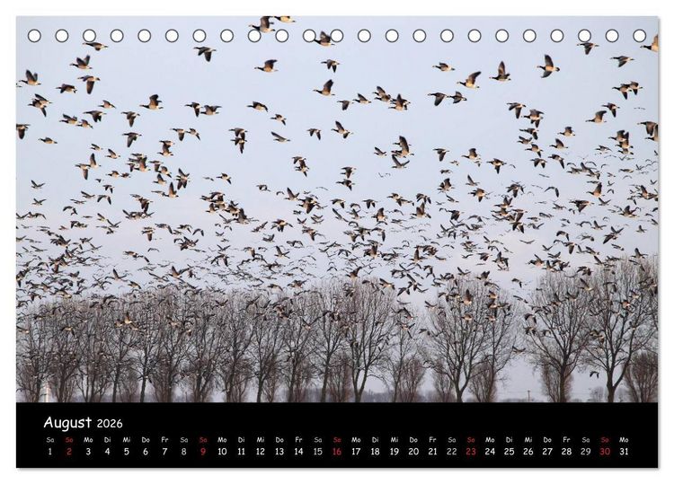 Produktbild: Schrei der Wildg&auml;nse (Tischkalender 2026 DIN A5 quer), CALVENDO Monatskalender