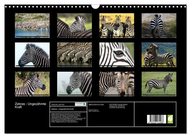Produktbild: Zebras - Ungez&auml;hmte Kraft (Wandkalender 2026 DIN A3 quer), CALVENDO Monatskalender