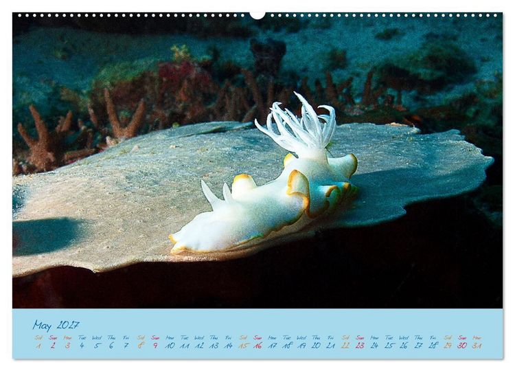 Produktbild: Sea Slugs - Little Wonders - Pure Beauties (High Quality Premium Wall Calendar 2027 DIN A2 landscape),CALVENDO 12 Month Wall Calendar