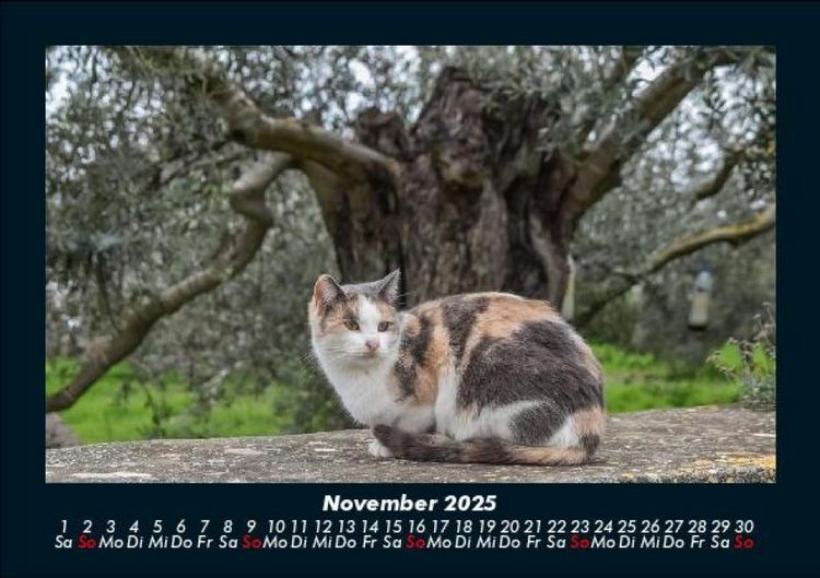Produktbild: F&uuml;r Katzenfreunde 2025 Fotokalender DIN A5