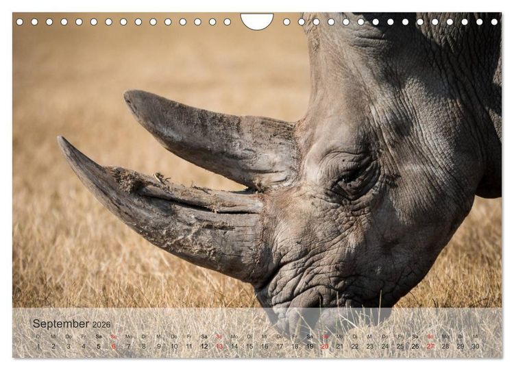 Produktbild: Afrikas sch&ouml;ne Tierwelt (Wandkalender 2026 DIN A4 quer), CALVENDO Monatskalender