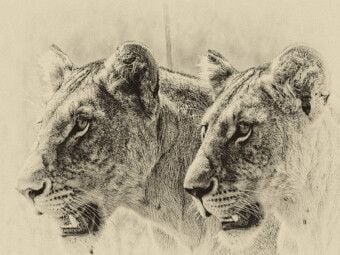 Produktbild: CALVENDO Puzzle Safari - auf Katzensuche | 1000 Teile Lege-Gr&ouml;&szlig;e 64x48cm Foto-Puzzle f&uuml;r gl&uuml;ckliche Stunden